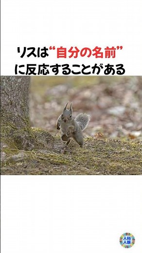 驚きのリスの雑学