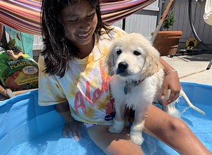 Puppy pools are fun for puppies and kids