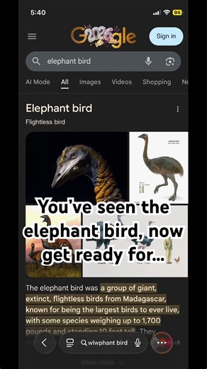 Giraffe Bird 😂