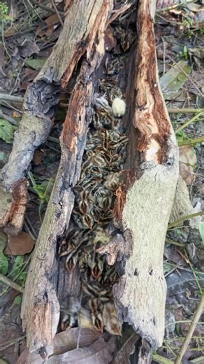 শুকনো গাছে মধ্যে #viral #shorts #short #birds #funny