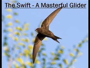 The Common Swift (Apus apus) - A Life In The Air
