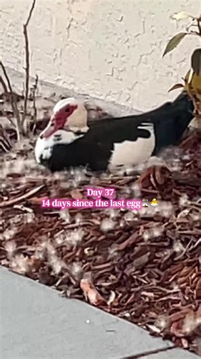 Sorry I didn’t post yesterday💕🙏 she’s still doing her thing 🦆