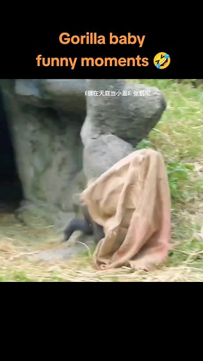 Funny Moments of Baby Gorillas You Can't Miss