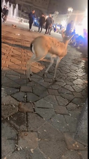 Muhammad Nuri on Reels