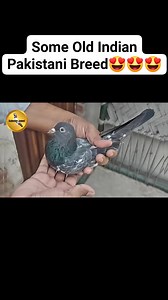 3.7K views · 148 reactions | Some Old Indian Pakistani Breed #kabooteranmol #kabootarbazi #kabootar #pigeon @followers | Kabooter Anmol | Facebook
