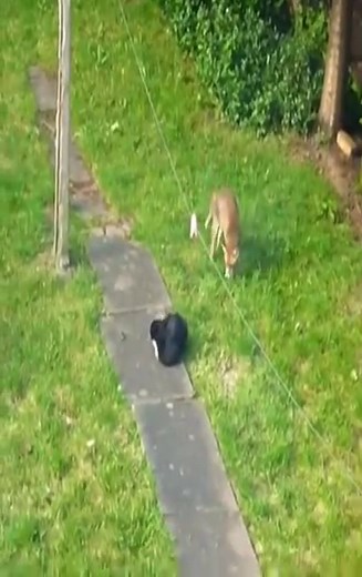 4.6M views · 10K reactions | Fox Vs Cat. Fox attacks Cat | Hugh Best | Facebook