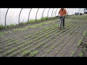 Terrateck - Désherbage avec houe maraichère sarcleuse dans les semis de carottes