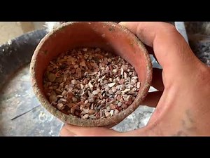 Best Food for Pigeons | How to Feed Them Right 🌾🤍🕊️