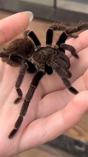 142K views · 2.9K reactions | ️ Meet the Gentle Giant – the...