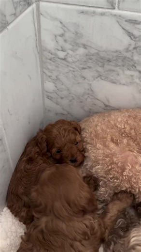 Skipper and Barbie, just hanging with their mommy Cora. 3 weeks old toy Cavapoo girlies! . . . . . . . #cavapoo #cavapoogram #cavapoopuppy #cavoodle #cavapooworld