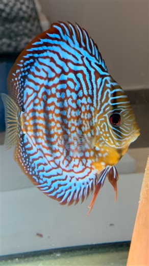 After several spawning attempts, I really hope this one will be successful. The female is still learning how to guard her eggs, and we don’t want to go the artificial route or separate the eggs — we want to let her try to raise the babies herself for the first 5–6 days. Fingers crossed this time it works out! 🐟💫#discusfish #discusbreeding #aquariumhobby #fishkeeper #aquascape #discuslover #fishbreeding #tropicalfish #aquariumlife #aquariumfish #cichlids #plantedtank #fishofinstagram #discusadd