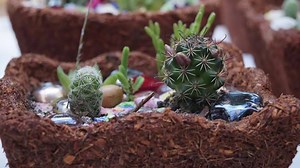 Macetas biodegradables. | Veracruz Agropecuario