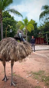 En el safari es fácil equivocarse… 🐾 pero de eso se trata, de descubrir, explorar, aprender y dejarse sorprender por la naturaleza. En Africam nos encanta resolver todas sus dudas. 🙌🏼 | Africam Safari