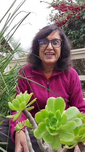 Aeoniums grow in winter not summer