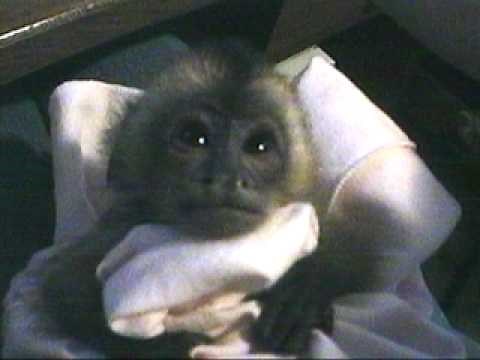 Sleepy Baby Monkey named Mercutio