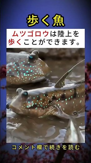 ムツゴロウは陸上を歩くことができます 🐠