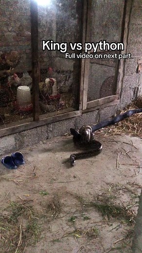 King vs python #kawasoti #nawalpur #roshanmahato #unfrezzmyaccount #kingcobra #burmesepython #savetheking #savethesnake @🅼🅰🅰🅽 🅲🅷🅰🆄🅳🅷🅰🆁🆈 @prem__Mahato0 @❤️🇹 🇪 🇰 ❤️🄼❤️ @Dipak Magar Thapa