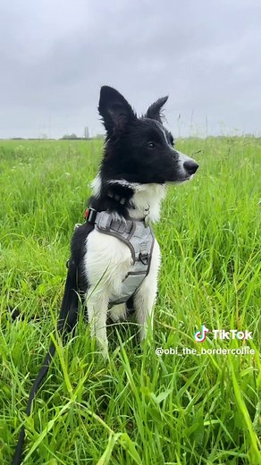 Adorable Border Collie Puppy Transformation