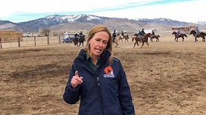 20K views · 195 reactions | Check out a sneak peak of the saddle-trained wild horses that will be available for adoption at the public event on Saturday, February 22, 2020. VIEW the Catalog>>https://go.usa.gov/xdRNN NEW Videos of each horse and burro will be uploaded soon>>>>https://www.youtube.com/user/BLMNEVADA/playlists Gate opens at 8a.m.!! Preview Wild Horses & Burro 9:00-10:00 a.m. Competitive-Bid Adoption begins 10:00 a.m. | Bureau of Land Management - Nevada | Facebook