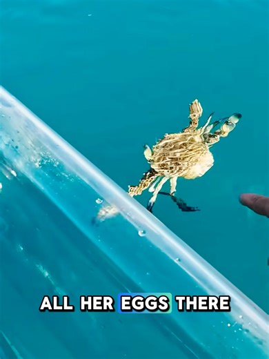 Where she will lay all her eggs there 🦈🌊 #ocean #seafood #sea #fish #shorts #fishing #asrm #sharks #Squid