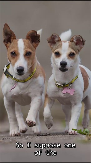 Stories from Dog's Trust: Sharon and Kelly were abandoned outside their rehoming centre in the pouring rain. Dogs Trust Ireland | The Connaught Telegraph
