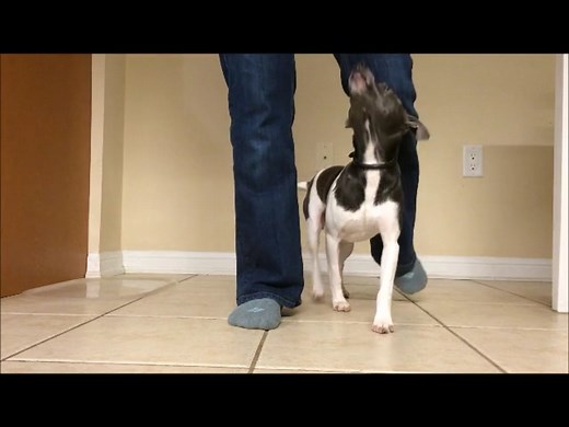 Teaching Dogs to Centre: Get between your legs and sit