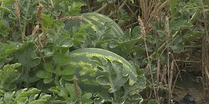 Watermelon season approaching fast in Missouri