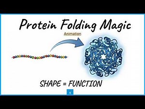 Protein Folding (Animation)
