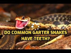 Do Common Garter Snakes Have Teeth?