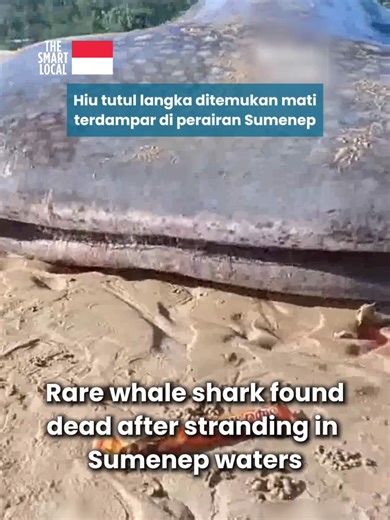 Rest in peace o' creature of myths and legends 💔 #TSLID #indonesia #hiupaus #hiututul #ekologi