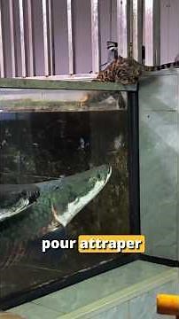 The freshwater monster 😳 #animals #arapaima