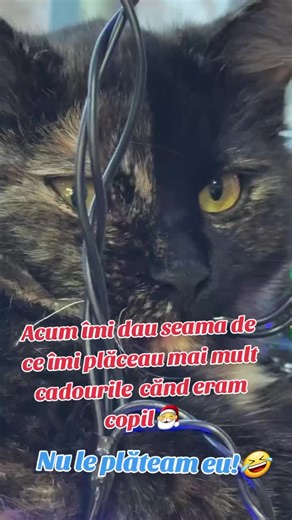 Videoclipuri postate de LION BRUMI (@brumi_lion) cu kings dead - kade🪶