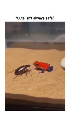 GLOBAL HUB on Instagram: "The video features a small, colorful poison dart frog inside a glass terrarium with a sandy floor, colorful poison dart frog resting calmly inside a glass terrarium with a sandy floor. Despite its cute size and vibrant appearance, poison dart frogs are known for their powerful natural toxins, which act as a defense mechanism against predators. The bright colors on their skin are a warning sign in nature, signaling danger rather than decoration. This moment captures the 