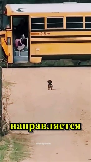 Верный щенок ждёт каждый день, 🔥❤️ #ytshorts