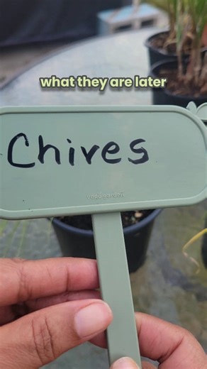 Just added Vego Garden’s new Magnetic Plant Tags to my garden and I’m obsessed! These little beauties are weather-resistant, reusable year after year, and make it so easy to keep track of what’s growing. Tip: You’ll need your own water-based acrylic marker (not included!) to label them—so your plant names stay clear and last all season long. Now my garden looks organized and stylish! Would you use these in your garden? Use code GWMEL2025 at checkout for discount. Link to purchase in comments. #V