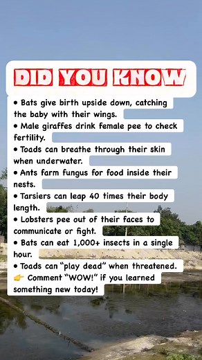 Animals With the Strangest Body Tricks Ever! #facts | Devlop's Puzzle Game