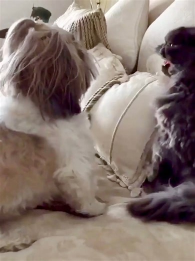 Time for a grump-tastic flashback to a few times Lexi cat treated me like I was a walking, barking annoyance - a role she played perfectly every single day! 🙄 🐾 🐾 🐾 🐾 #shihtzu #dog #puppy #doglover #fblifestyle #doglife #flashback #flashbackfriday #persiancat #cat #dogvideos #catvideos | Lacey Shih Tzu