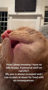 Why Do Cats Snore 🤔🥰 | Cat Lover