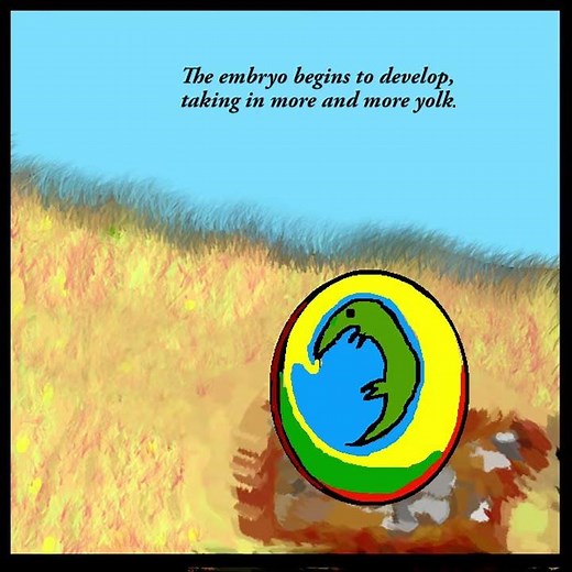 Life cycle of an Alligator - Kidz Learn Applications™®©2016