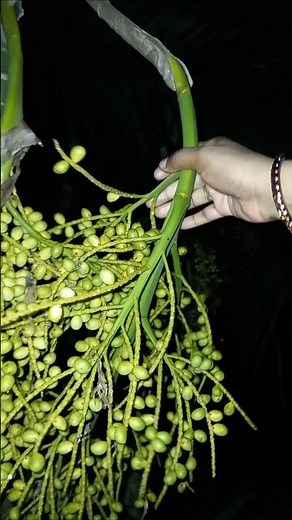 Areca palm plant propagation , Areca palm seed #arecapalm #indoorplants #gardening #shortsfeed