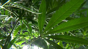 A Virginian’s guide to legally grow marijuana at home starting July 1