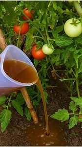 🍅🍅The 7 best fertilizers for your tomatoes – they will grow like never before 💬👇 | Simply Smart Homelife
