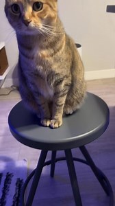 My emotional support Broccoli ❤️#cats #catsoftiktok #cattok #catparents #catlovers | Broccoli The Cat