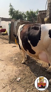 Beautiful cow | Dairy Cow TV