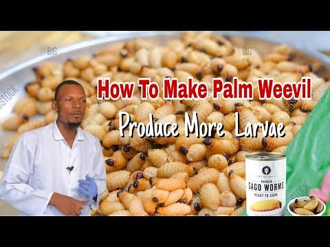 How To Make Palm Weevil Produce More Larvae