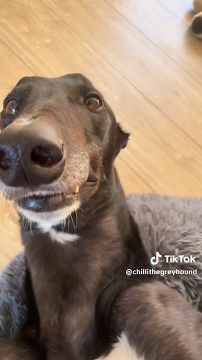 Funny Teef Dog Meme Compilation