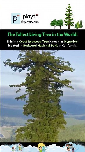The Tallest Tree on Earth 🌲 | Meet Hyperion – Nature’s Giant in California! #shorts