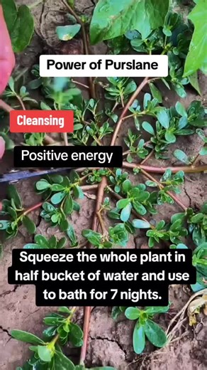 #spiritualityandnature #spiritualhealing #purslane #spiritualbath #cleasing #positiveenergy #raaqi #fypシ゚viral #foryoupage #fypシ゚viral #viral