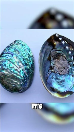 This Snail Shell is STRONGER Than KEVLAR?! 🤯