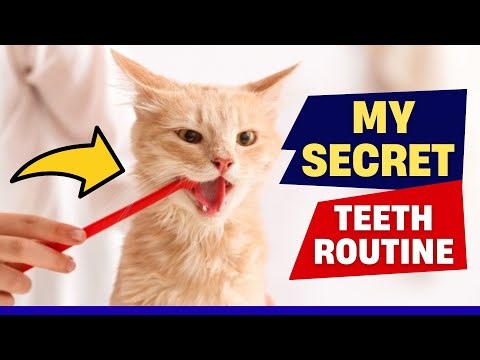 How to Clean Your Cat’s Teeth At Home — Fast, Easy & Vet-Approved!